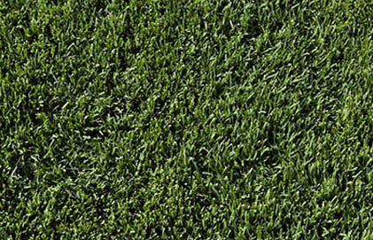Our Turf Varieties Perth Wa