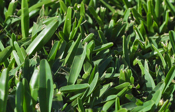 Matilda Buffalo Grass Perth