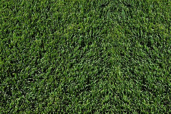 Couch Perth Roll On Lawn Turf Grass Perth Wa